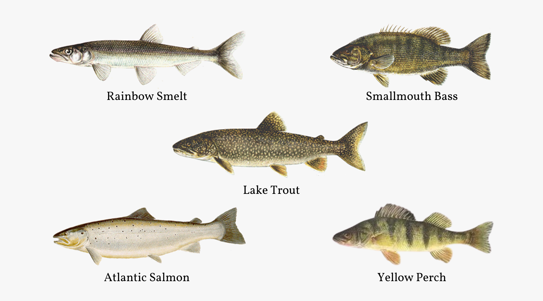 Fish of Lake George