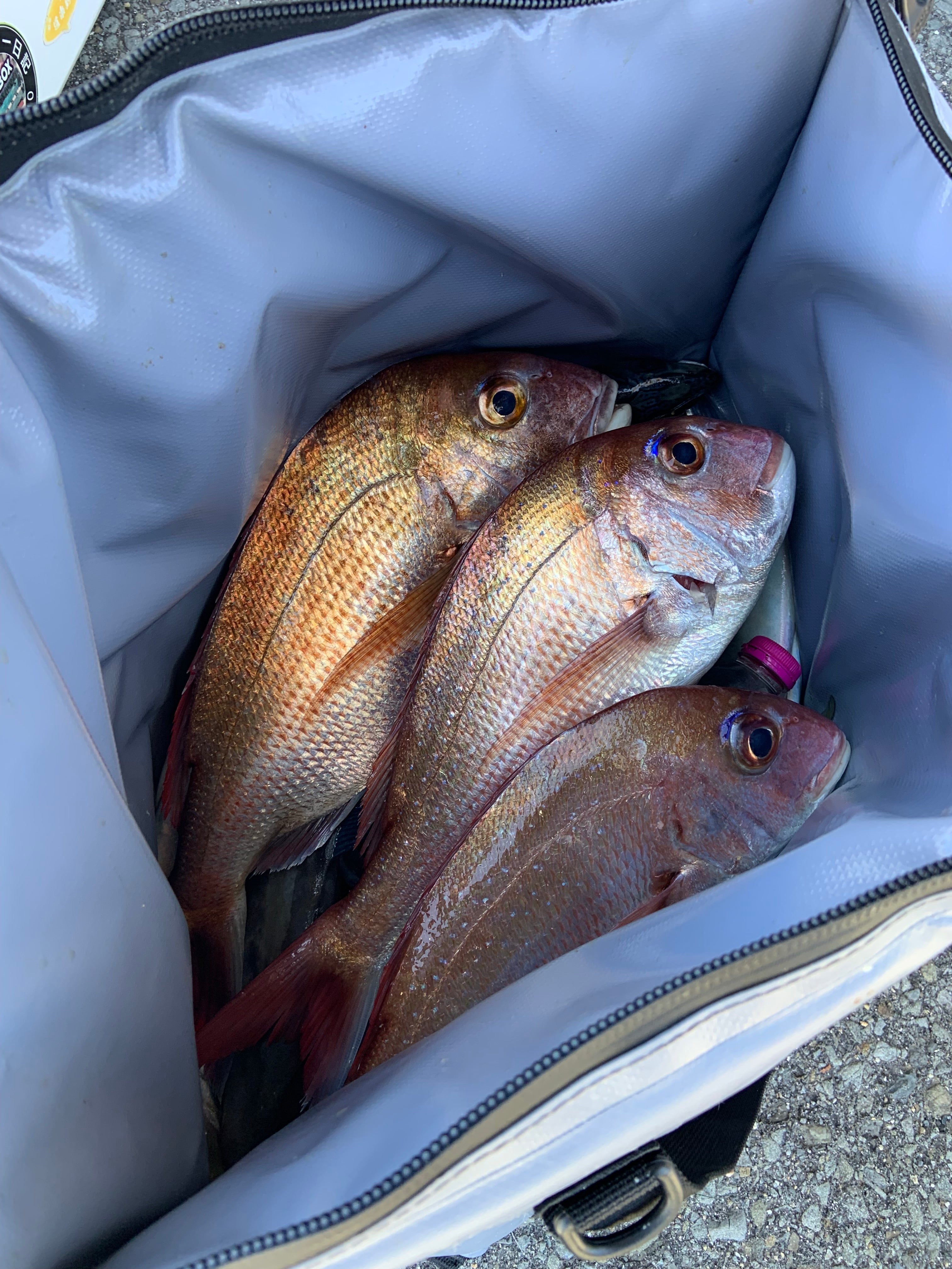 Insulated Fish Cooler Bag with Flat Bottom — 27QT / 26L