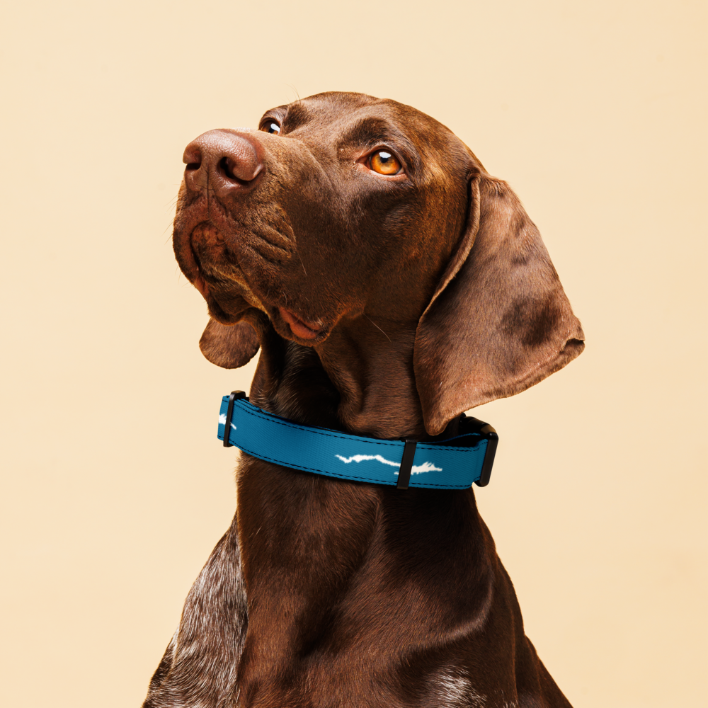 Lake George Dog Collar