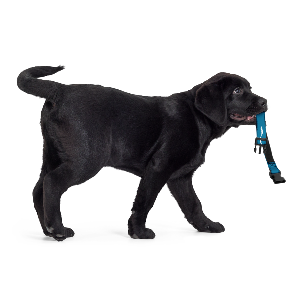 Lake George Dog Collar