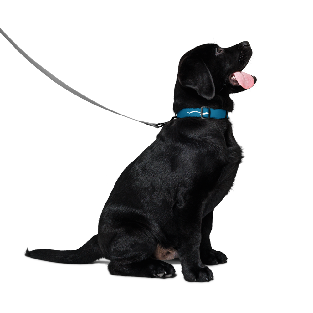 Lake George Dog Collar
